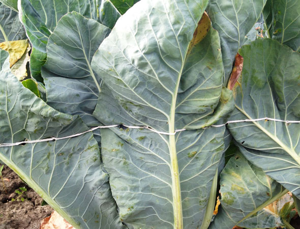 Cauliflower leaves held together with Flortwine in the field